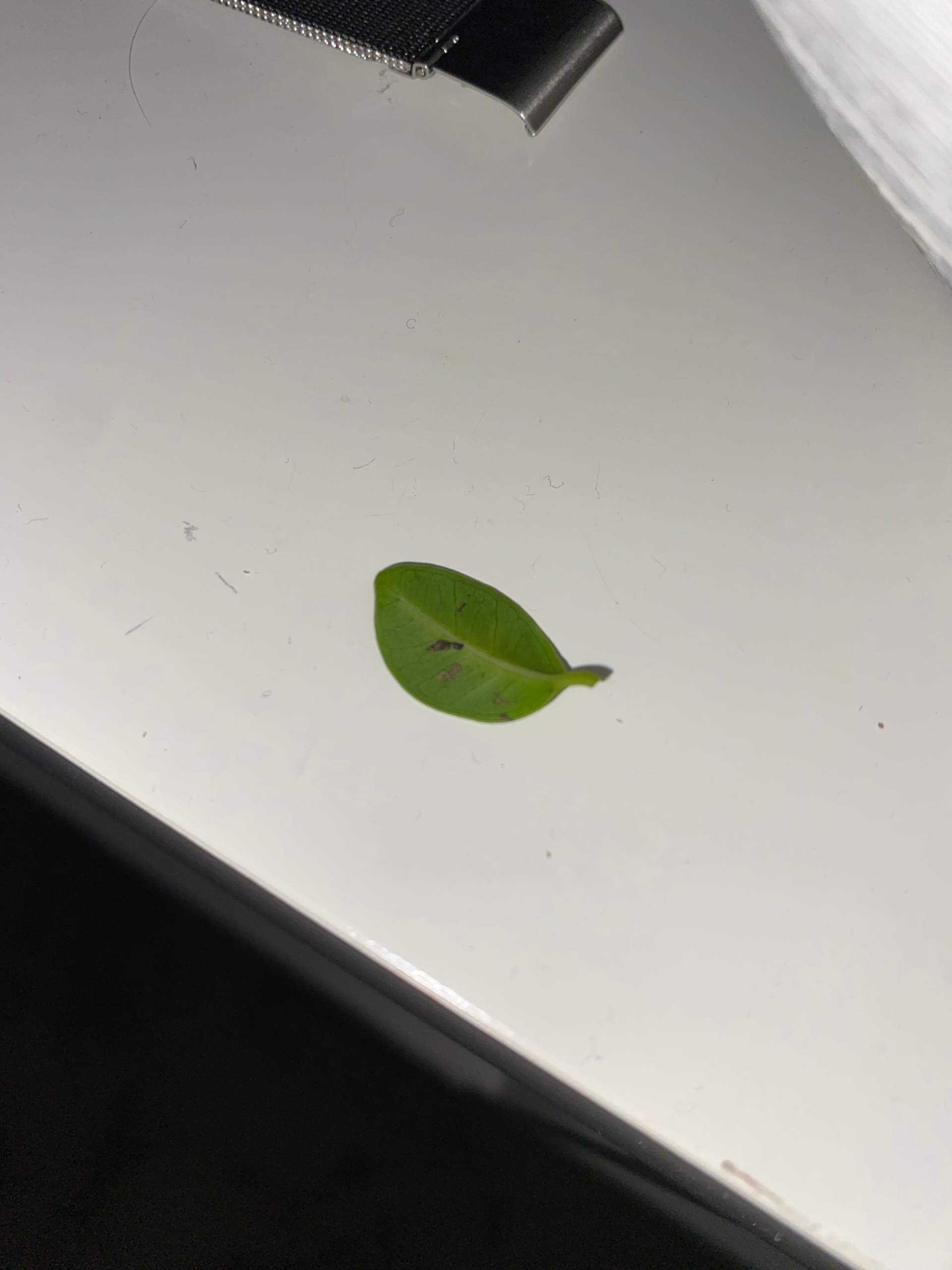 Bonsai Baum hat schwarze Punkte und wirft Bltter ab, was tun? (Pflanzen)