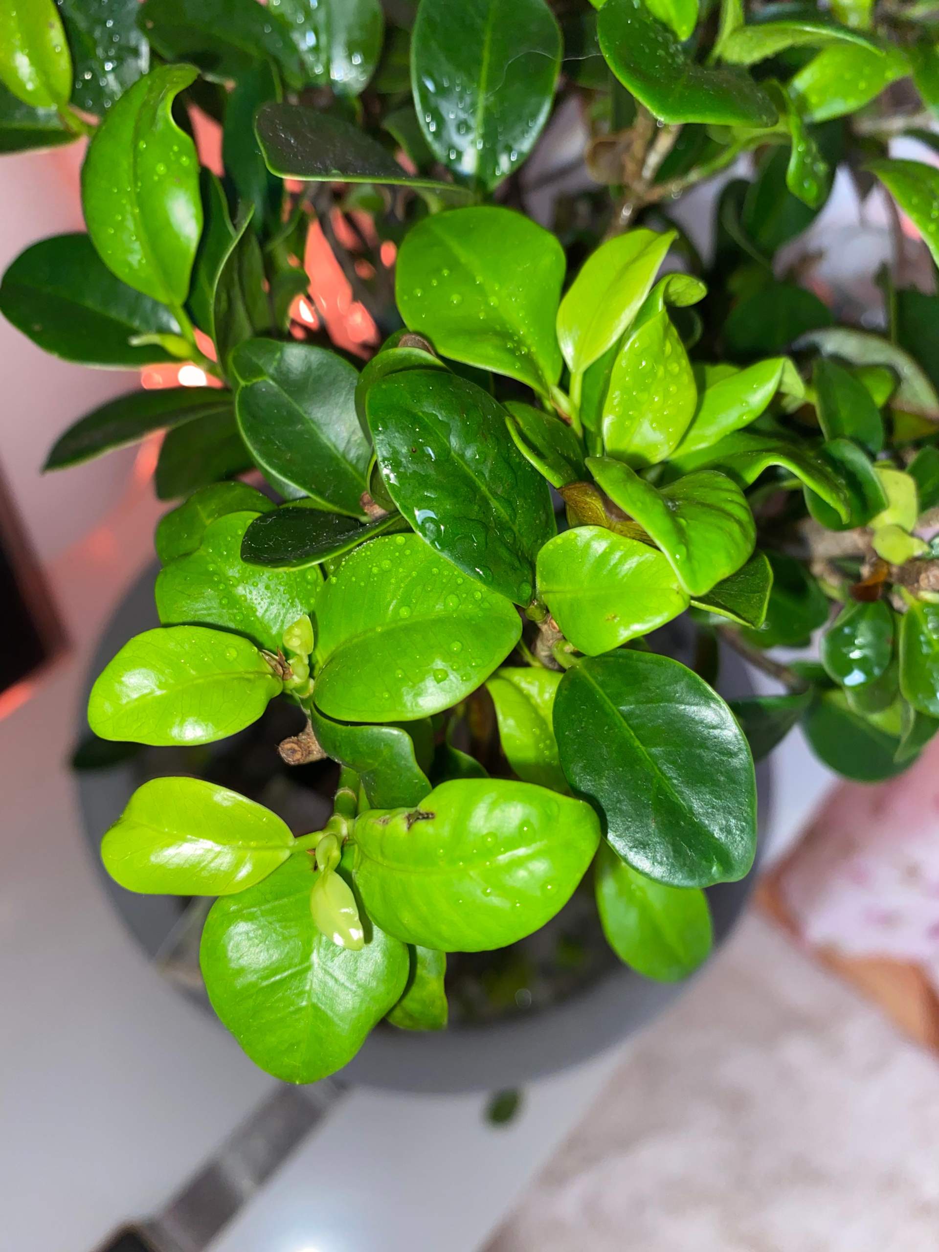 Bonsai Baum hat schwarze Punkte und wirft Blätter ab, was tun? (Pflanzen)