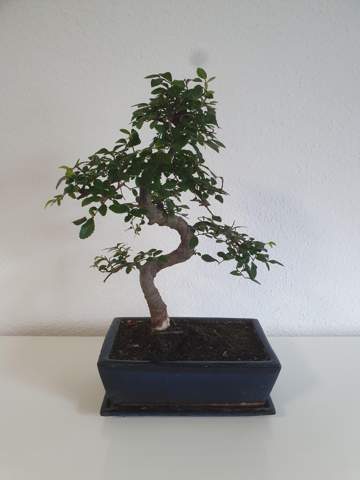 Bonsai Baum Pflege / Art?