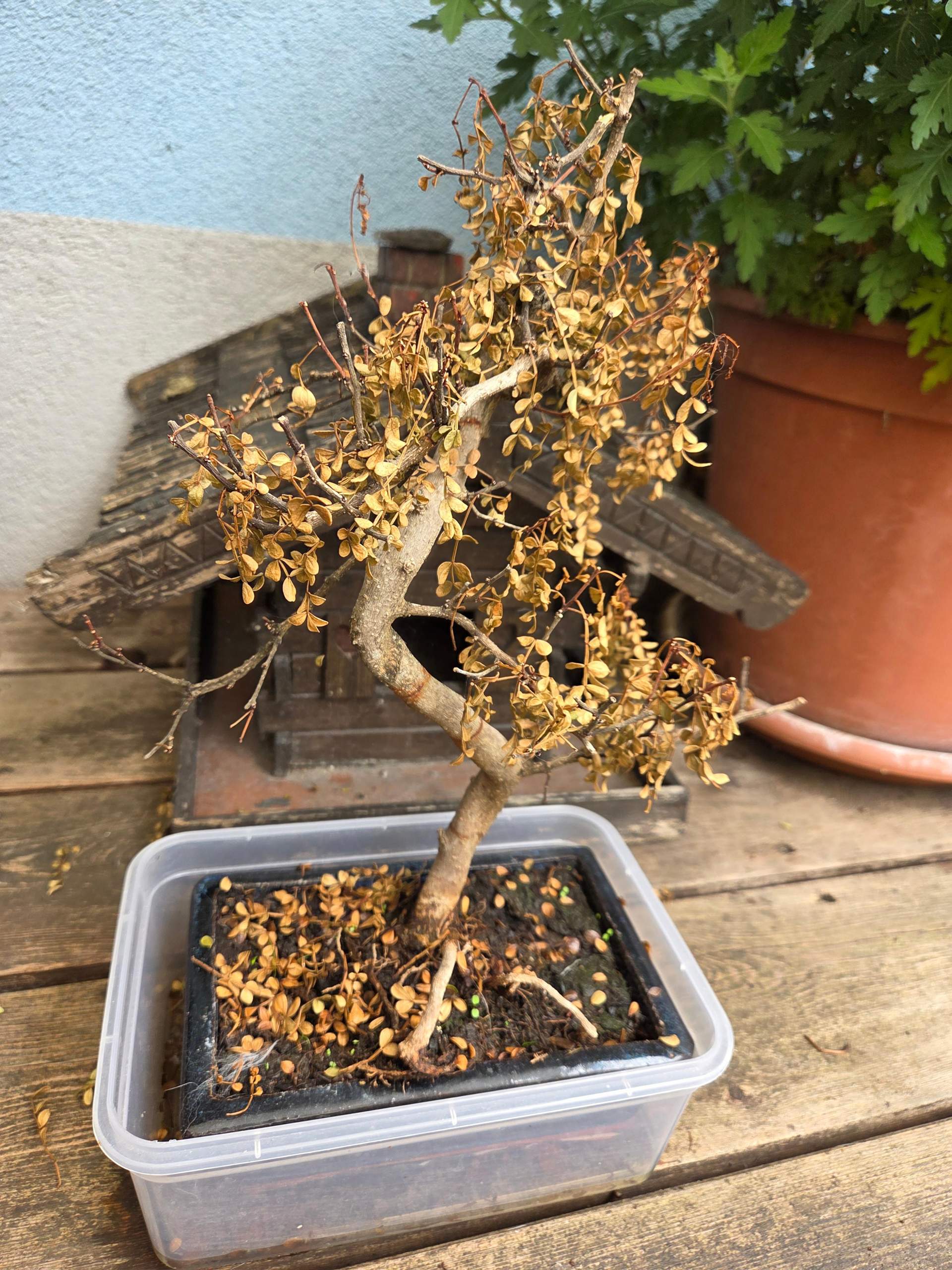 Bonsai baum retten? (Wasser, Pflanzenpflege, Zimmerpflanzen)