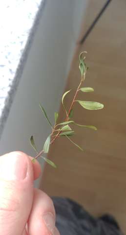 - (Pflanzen, Bonsaibaum, Bonsaipflege)
