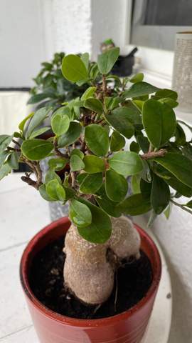 Bonsai Ficus Ginseng leicht gelbe Blätter?