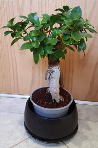 Bonsai Ficus Ginseng verliert/ bekommt gelbe Blätter?