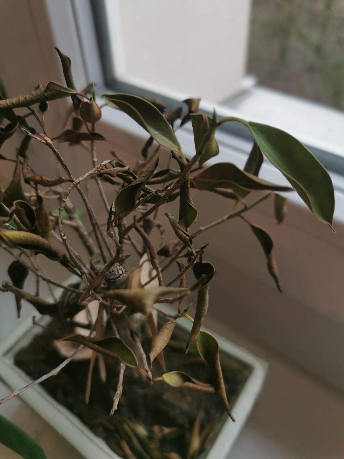 Bonsai (Ficus retusa) stirbt zu viel oder zu wenig