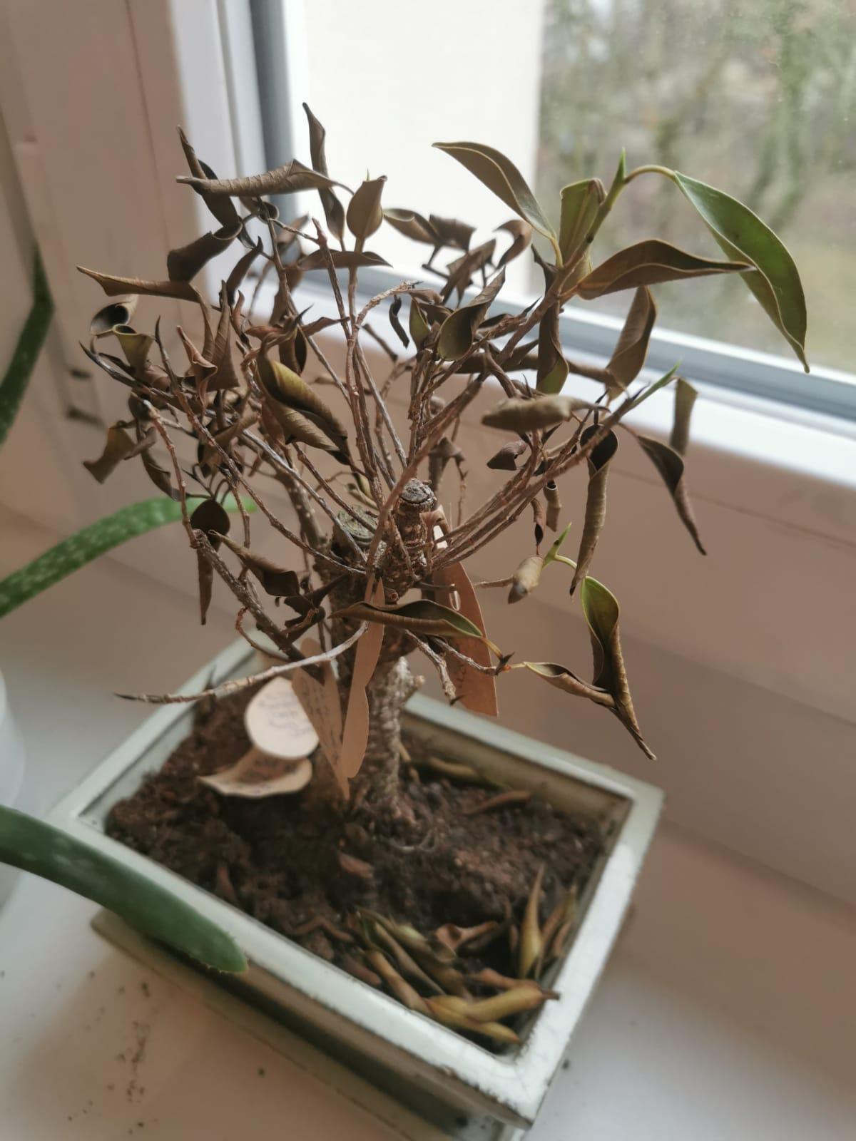 Bonsai (Ficus retusa) stirbt zu viel oder zu wenig gegossen? (Pflanzen)