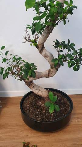 Bonsai Ficus Microcarpa Ginseng, was hat er?