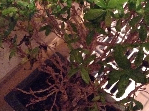 Bonsai kahle stellen und schwarze Blätter - (Pflanzen, Garten, Bonsai)