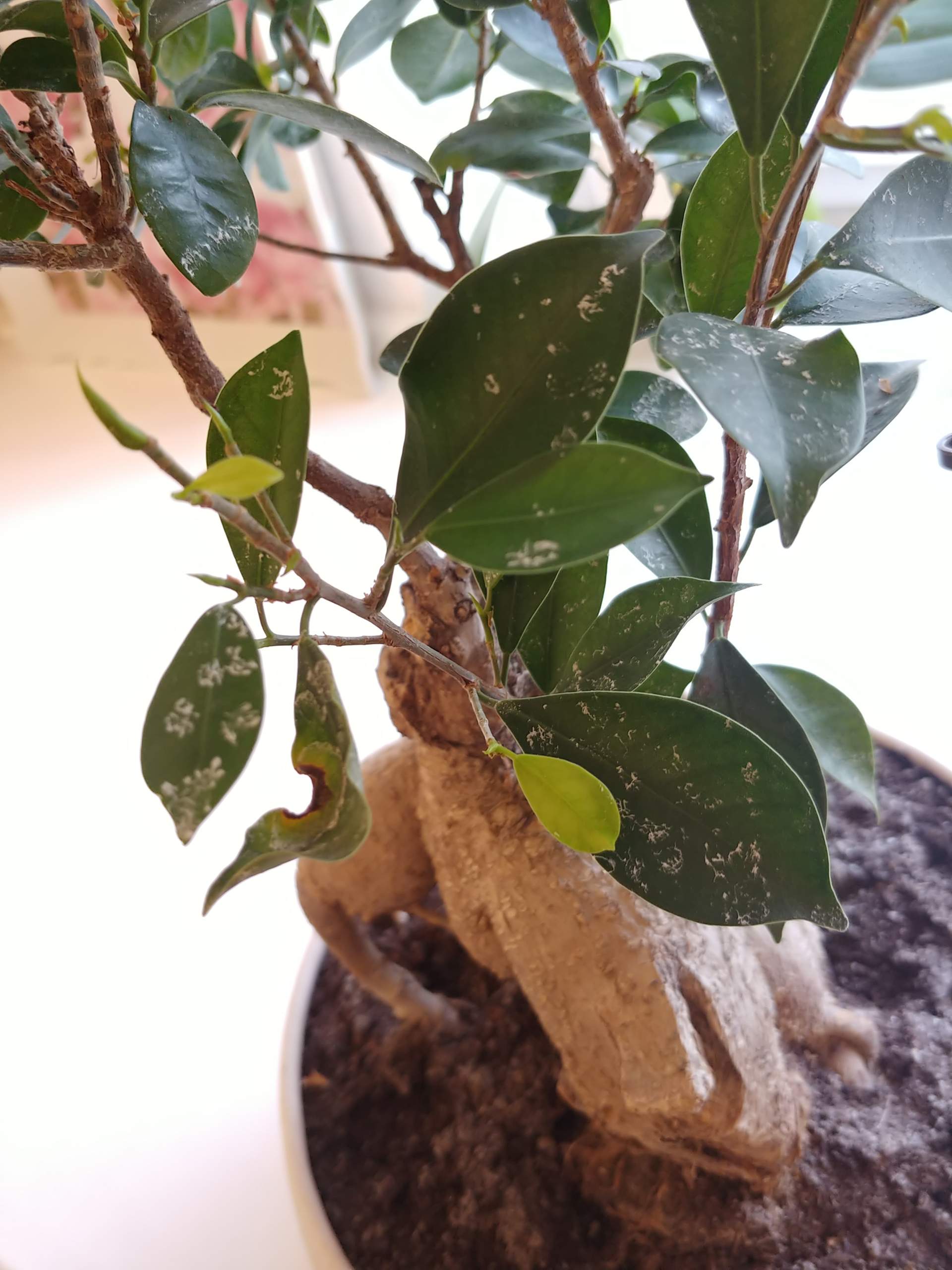 Bonsai hat weisse Ablagerungen auf den Blättern? (Krankheit)