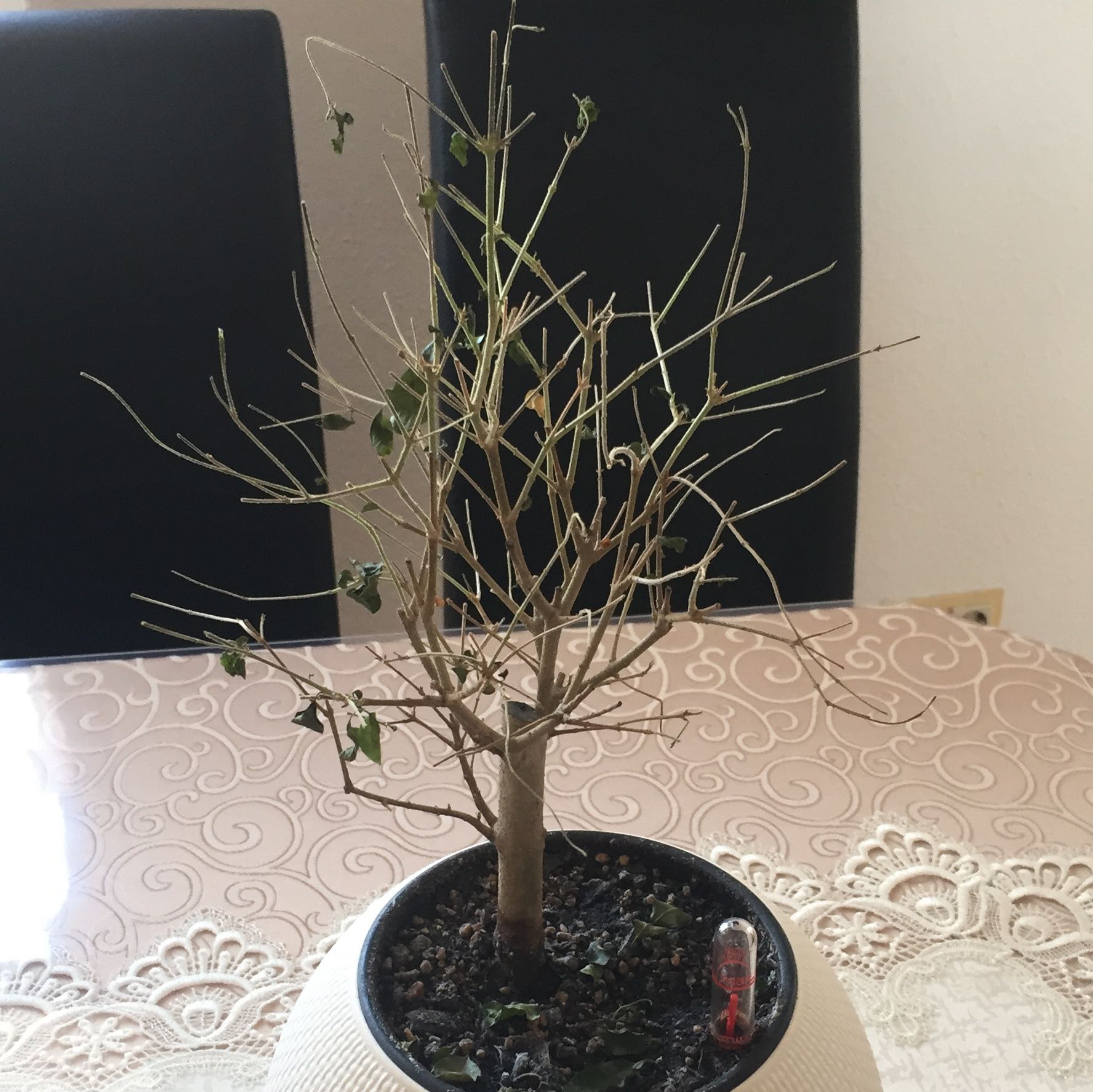  Bonsai  liguster verliert  alle bl tter  Pflanzen Baum 