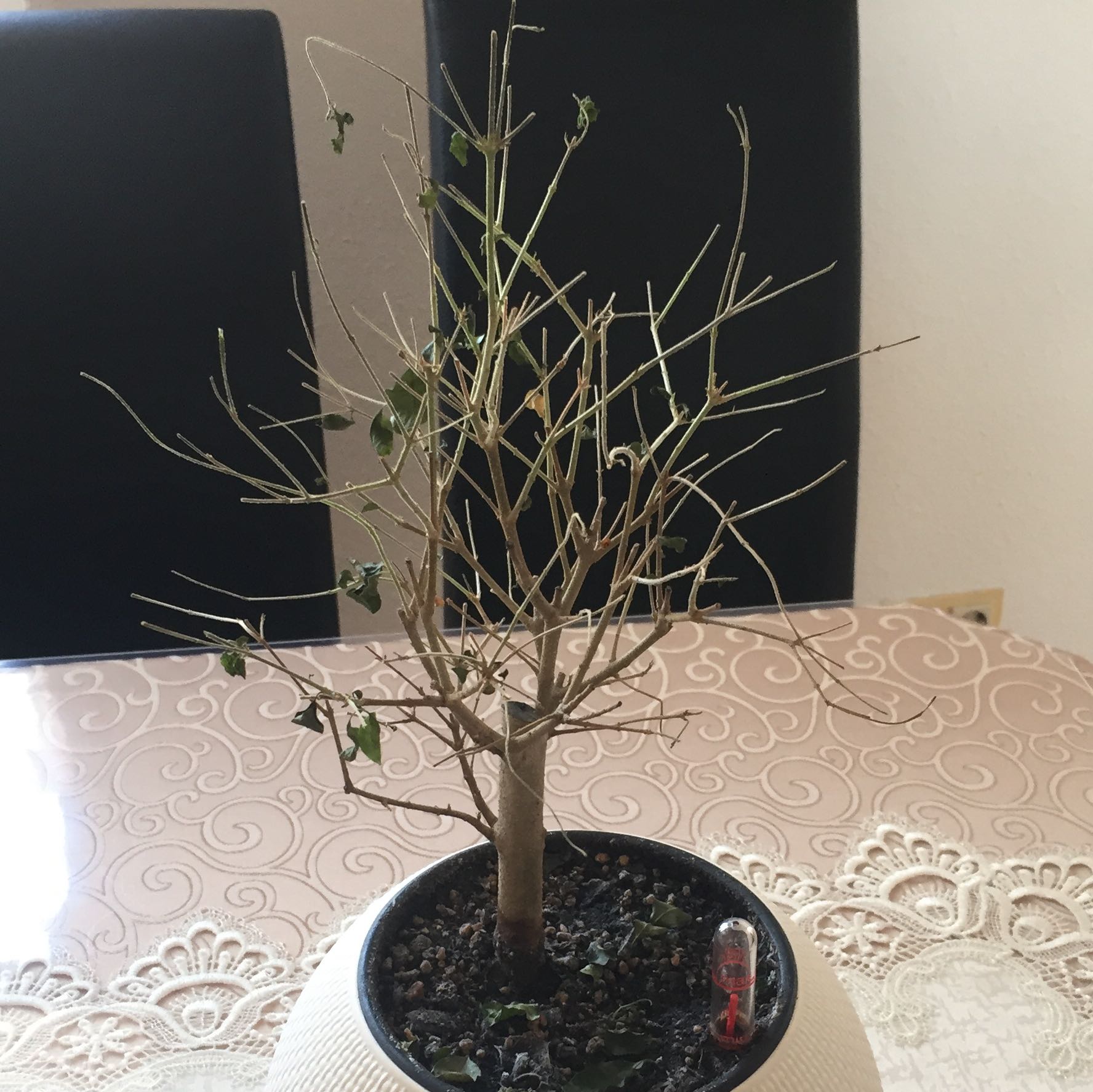Bonsai liguster verliert alle bl tter Pflanzen Baum Bonsai liguster verliert alle bl tter Pflanzen Baum