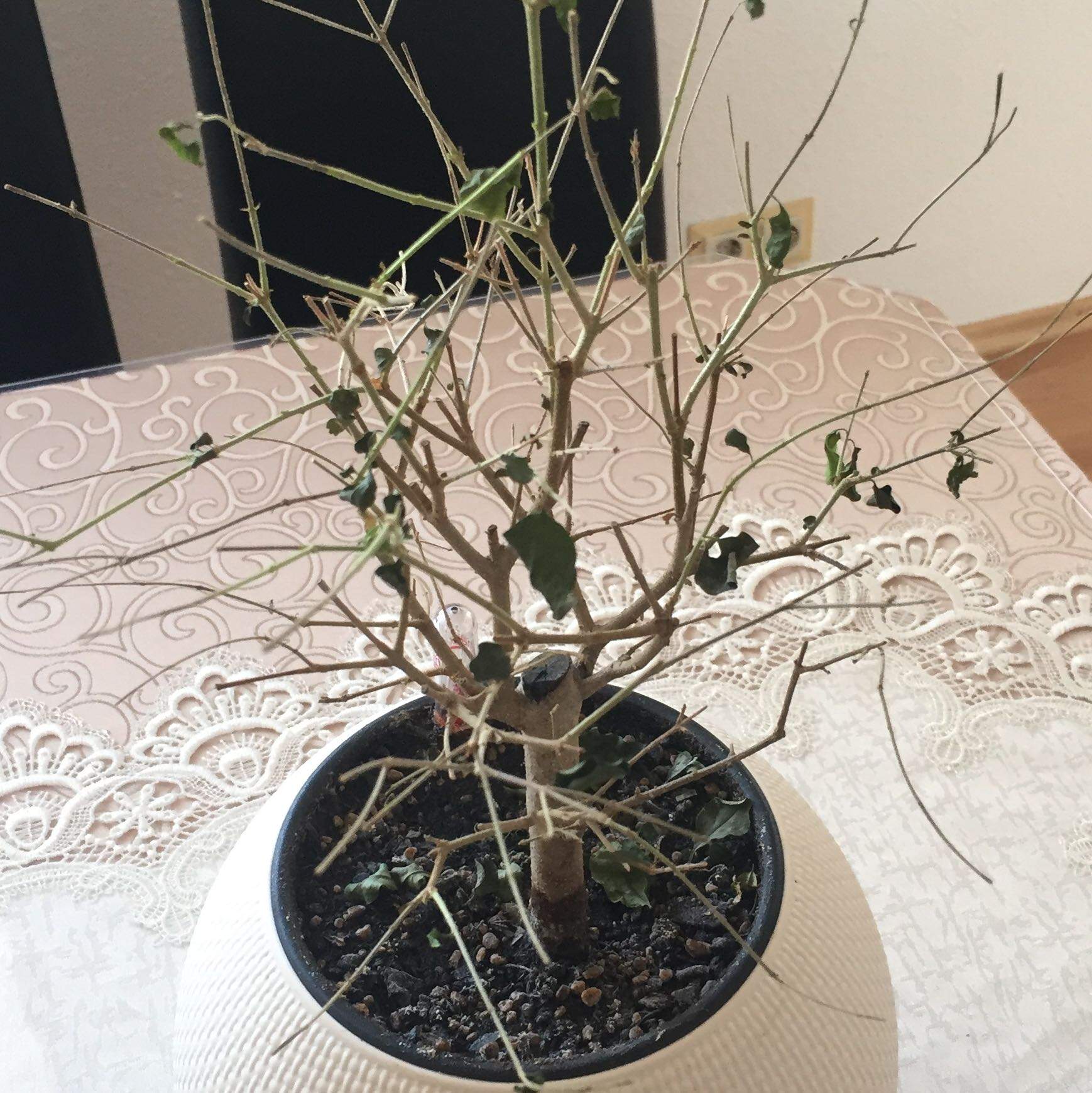 Bonsai (liguster) verliert alle blätter? (Pflanzen, Baum)