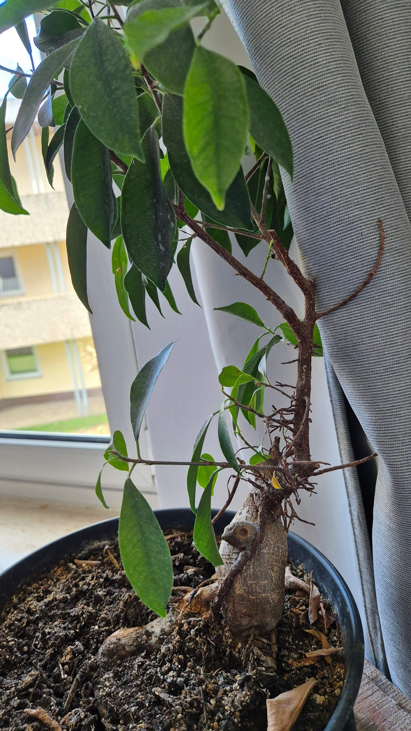 5-teiliges Mini-Gartenwerkzeug-Set Für Pflanzenpflege – Kunststoff, Schwarz, Für Drinnen & Bonsai