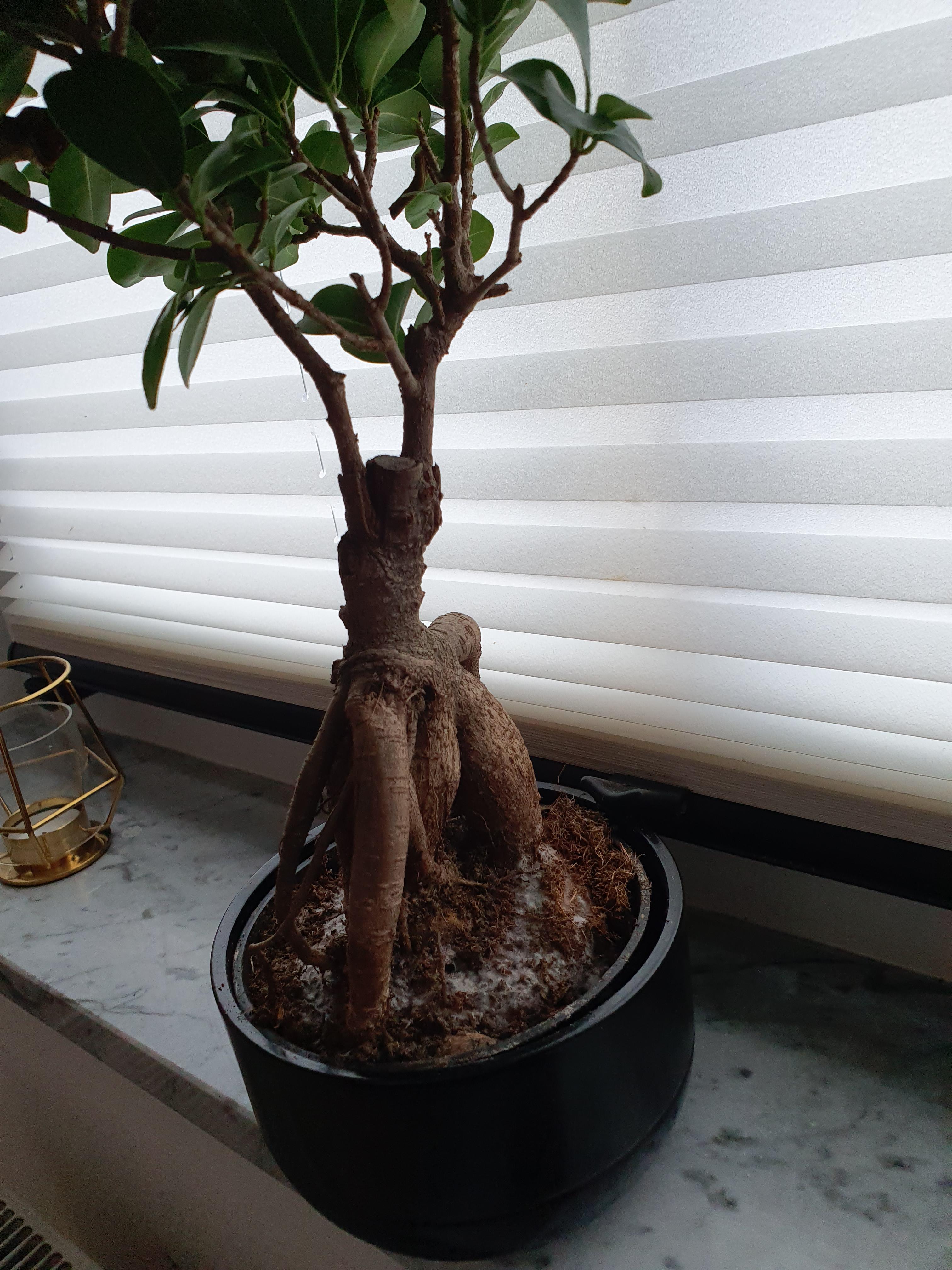 Bonsai Baum Erde Schimmelt Bonsai Baum Erde Schimmelt