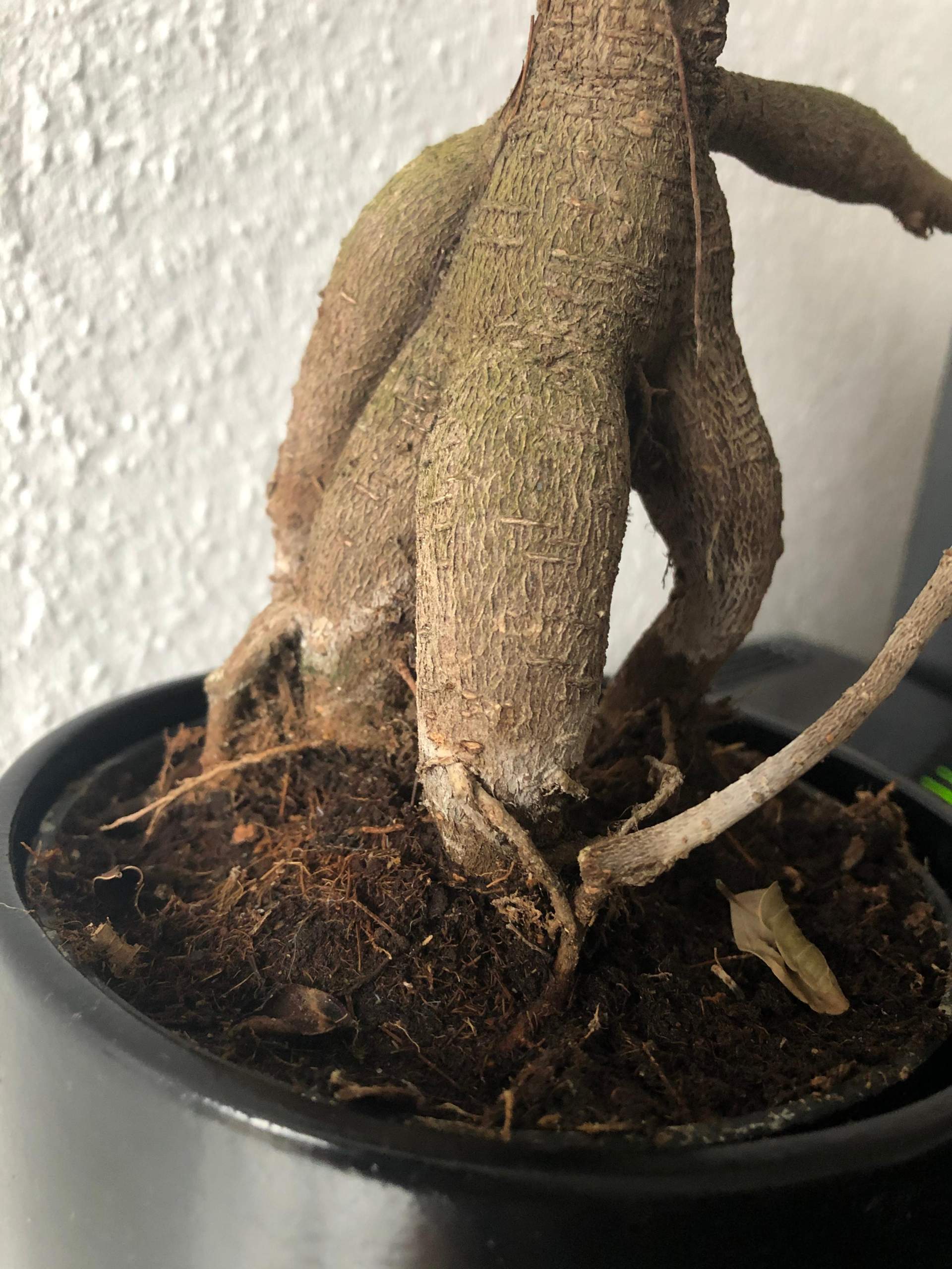 Bonsai stirbt ab (verliert Blätter)? (Pflanzen, Garten, Baum)