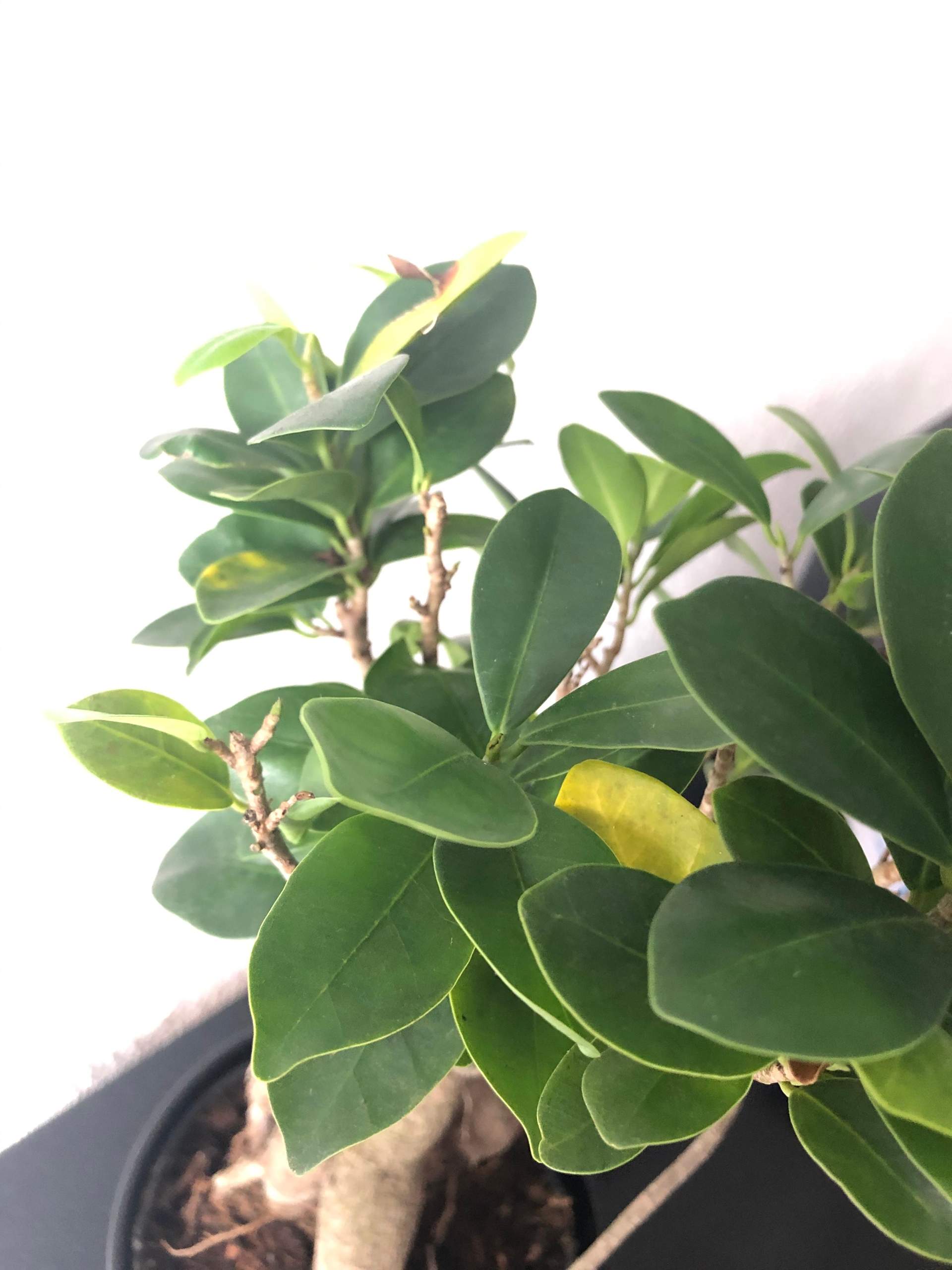 Bonsai stirbt ab (verliert Blätter)? (Pflanzen, Garten, Baum)