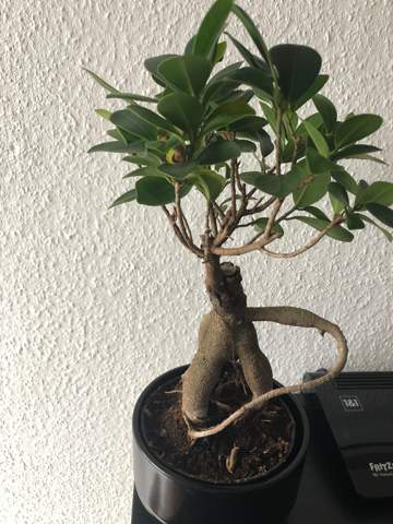 Bonsai Stirbt Ab Verliert Blatter Pflanzen Garten Baum