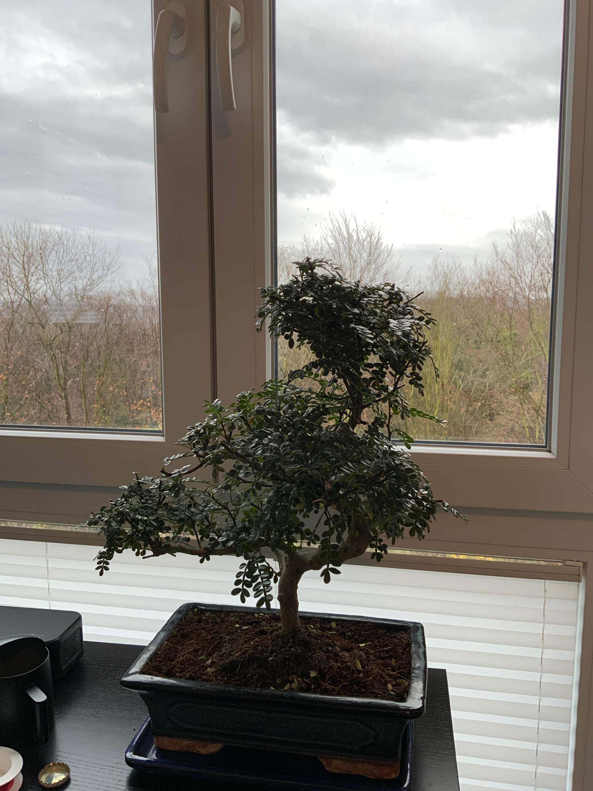 Bonsai Tipps? (Pflanzenpflege, Botanik, Zimmerpflanzen)
