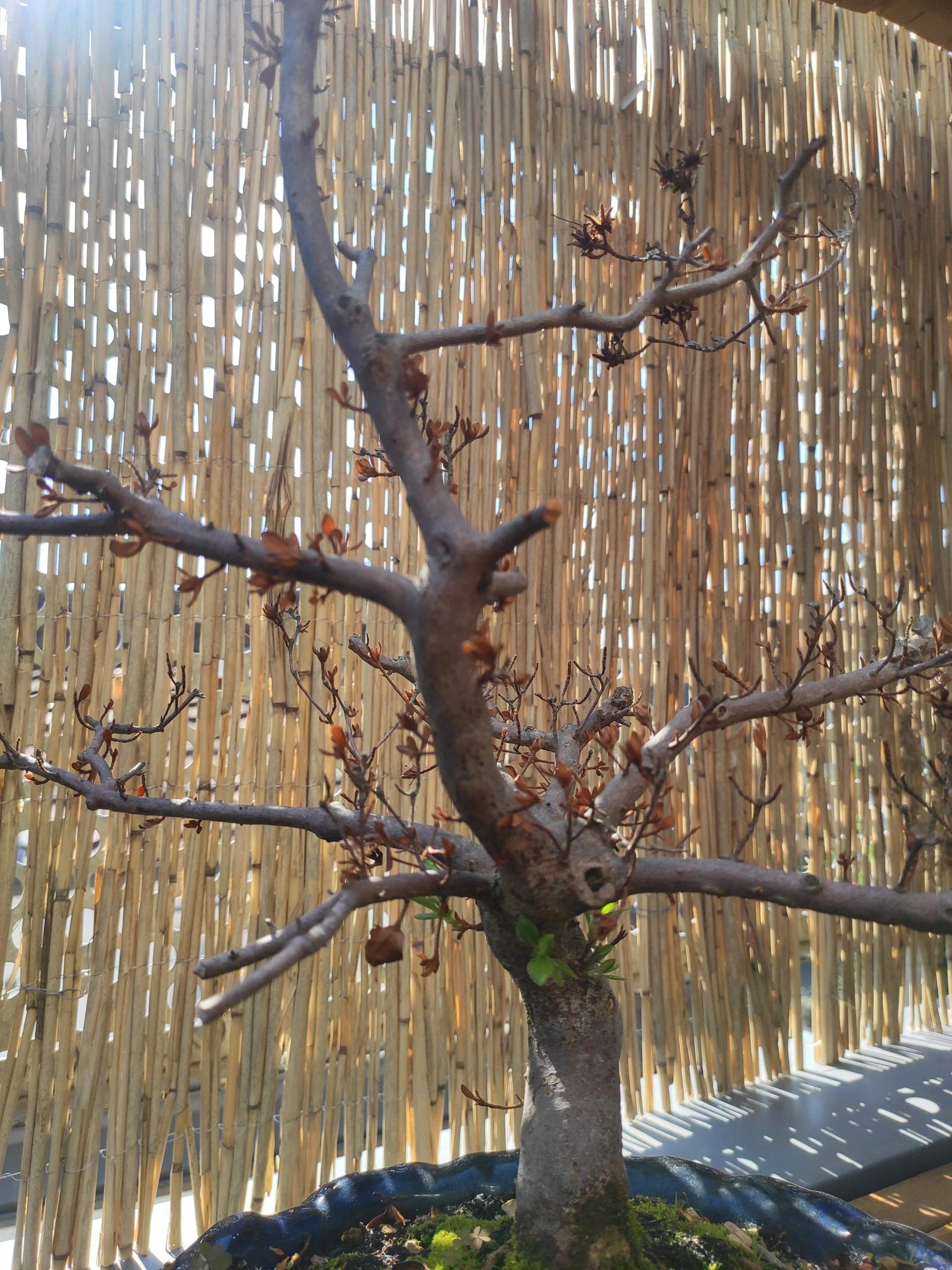 Bonsai trockene Äste aber am Stamm treiben Blätter? (Bonsaibaum)