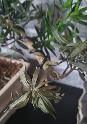 Bonsai verliert Blätter?