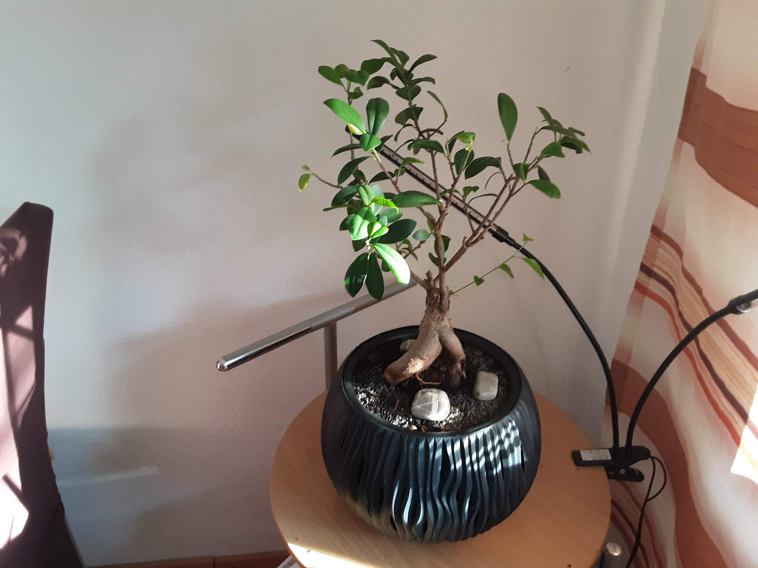 Bonsai verliert Blätter, Zweige kürzen? (Flecken, Baum, Pflanzenpflege)