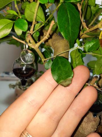 Bonsai Verliert Extrem Viel Blatter Pflanzenpflege Bonsaibaum Bonsaipflege