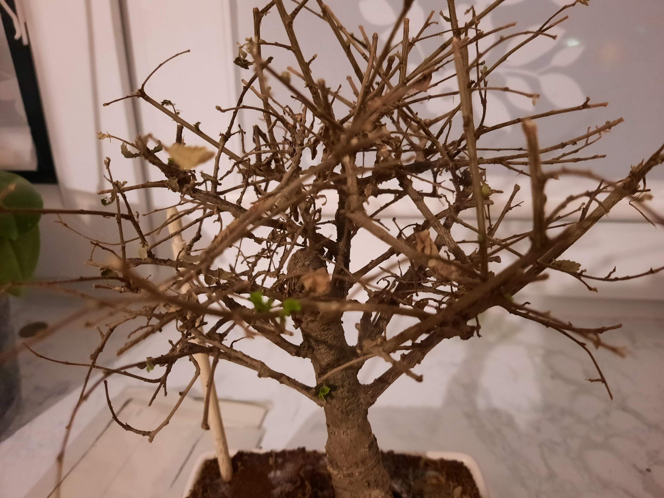 Bonsai weisser Belag auf dem Substrat? (Wasser, Schimmel, Pflanzenpflege)
