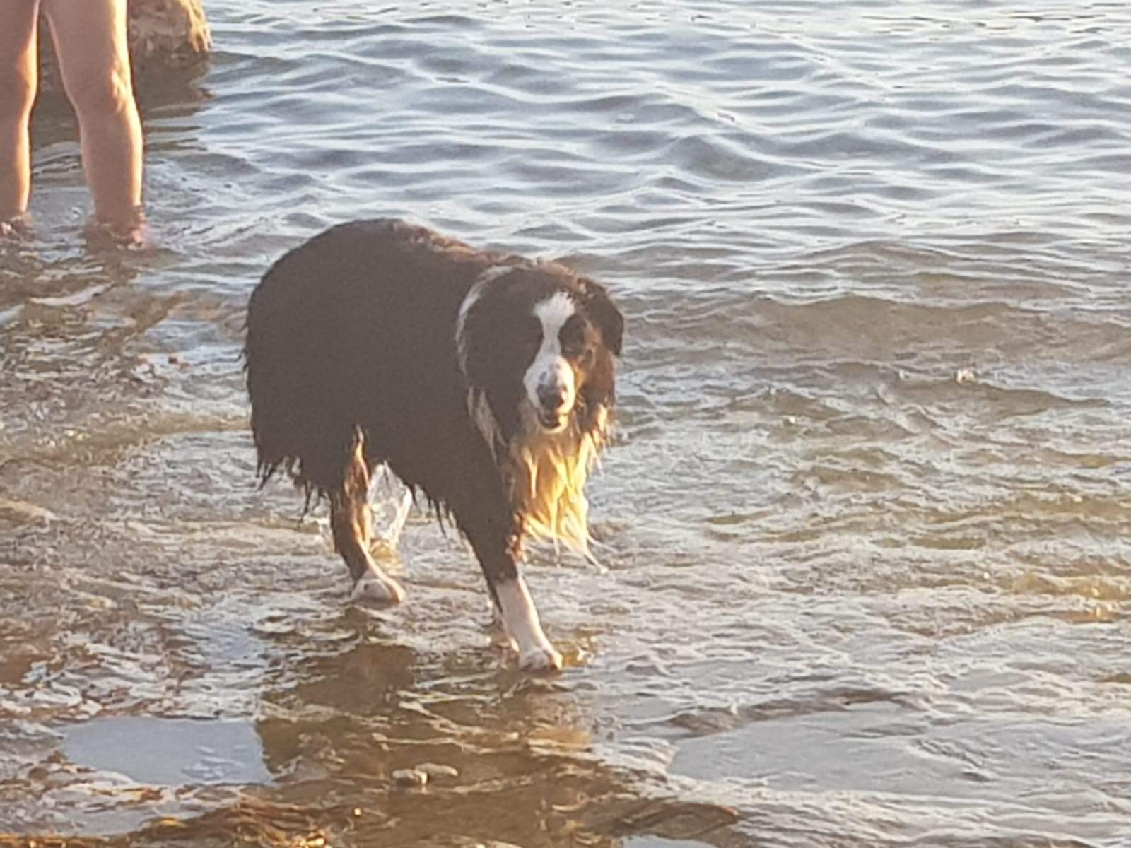 Border collie mix gewichtszunahme? (Tiere, Hund, Gewicht)