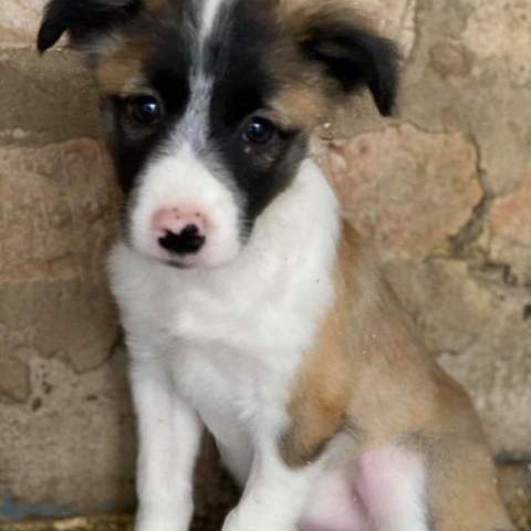 border collie schaferhund mix welpen kaufen