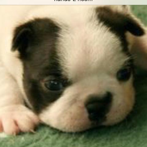Boston Terrier Frage Hund Nase Zucht