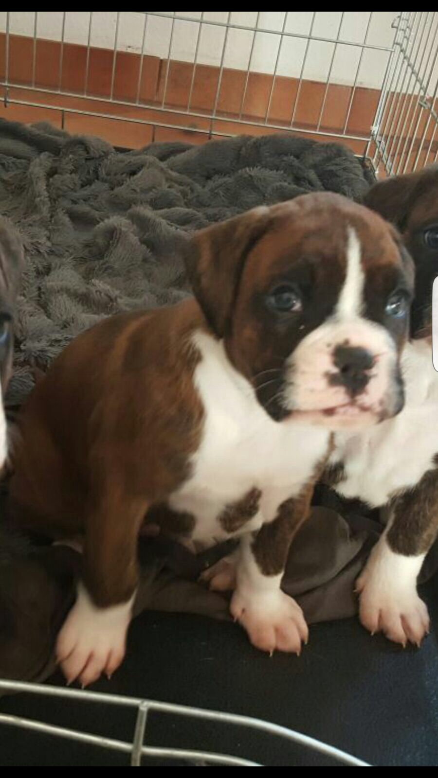 Boxer Welpe Zu Klein Tiere Hund