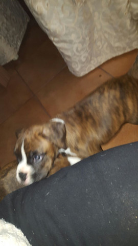 Boxer Welpe Zu Klein Tiere Hund