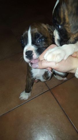 Boxer Welpe Zu Klein Tiere Hund