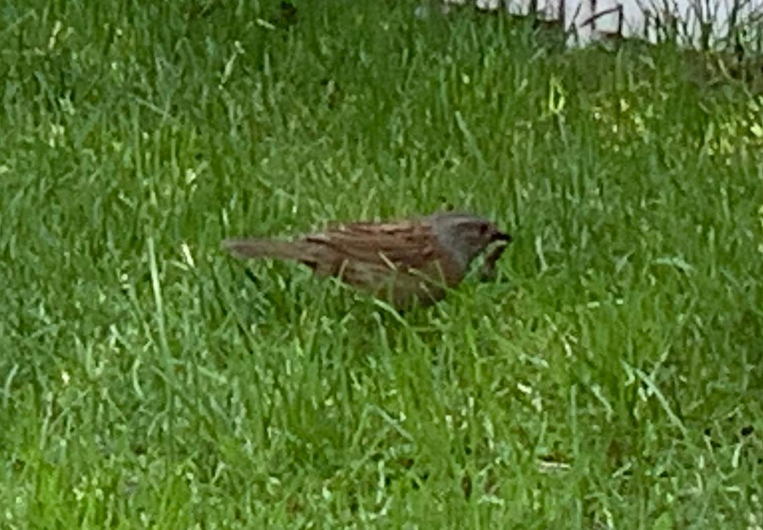 Bräunlicher Vogel im Garten? (Tiere, Vögel)