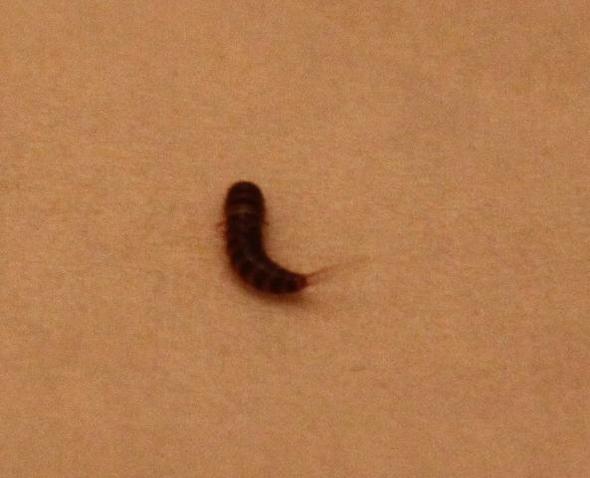 Braunlicher Wurm Im Schlafzimmer Was Ist Das Insekten Ungeziefer