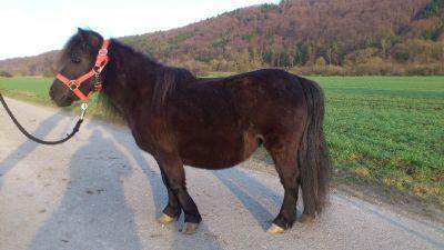 - (Reiten, Pony, Sattel)