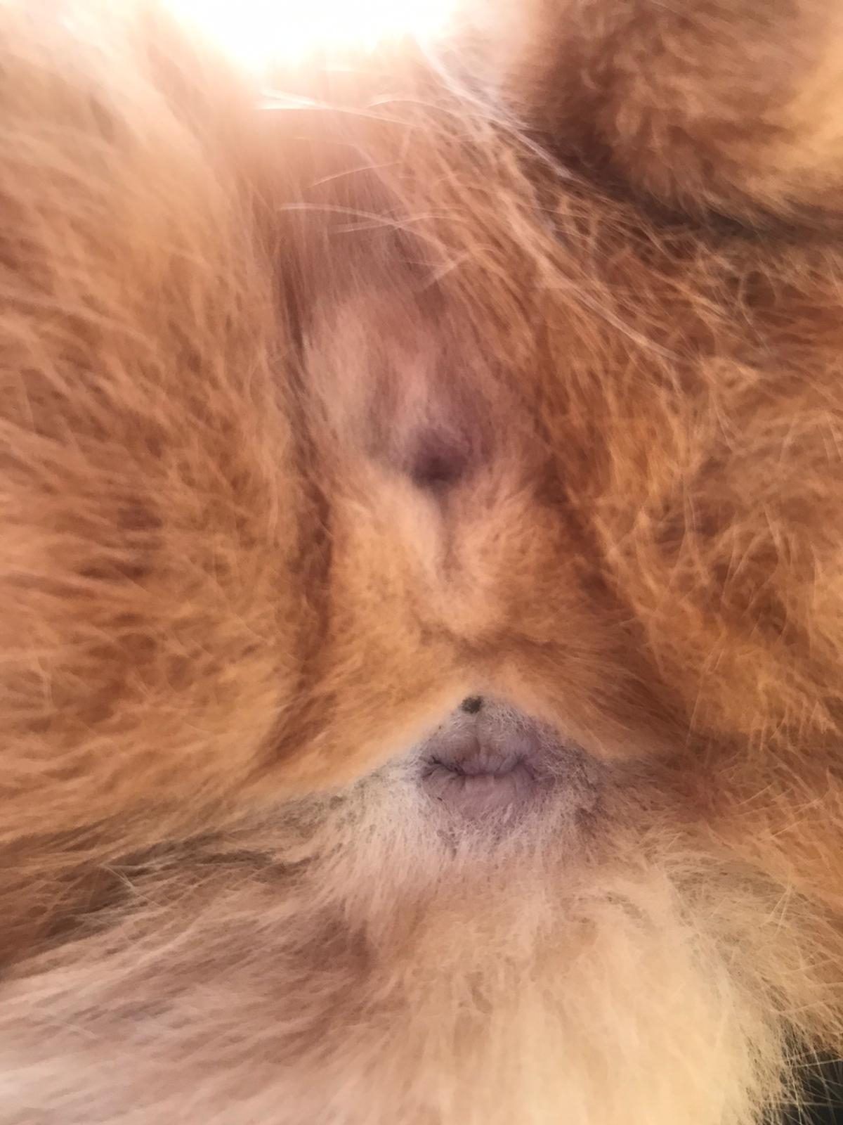 brauche bitte hilfe welches geschlecht hat die katze tiere katzen artgerechte haltung