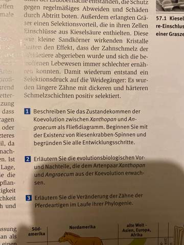 - (Hausaufgaben, Evolution, selber machen)