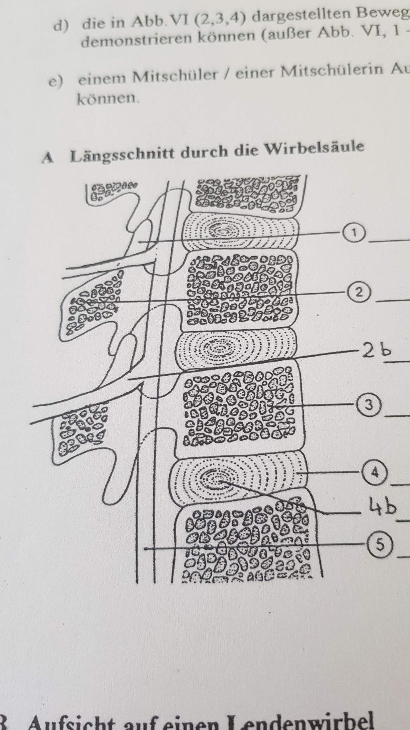 Ich Brauche Ein Paar Sätze Des Mitgefühls Brauche Hilfe bei Beschriftung eines Längsschnitts der Wirbelsäule