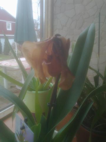 Frauenschuh - (Pflanzen, Orchideen)