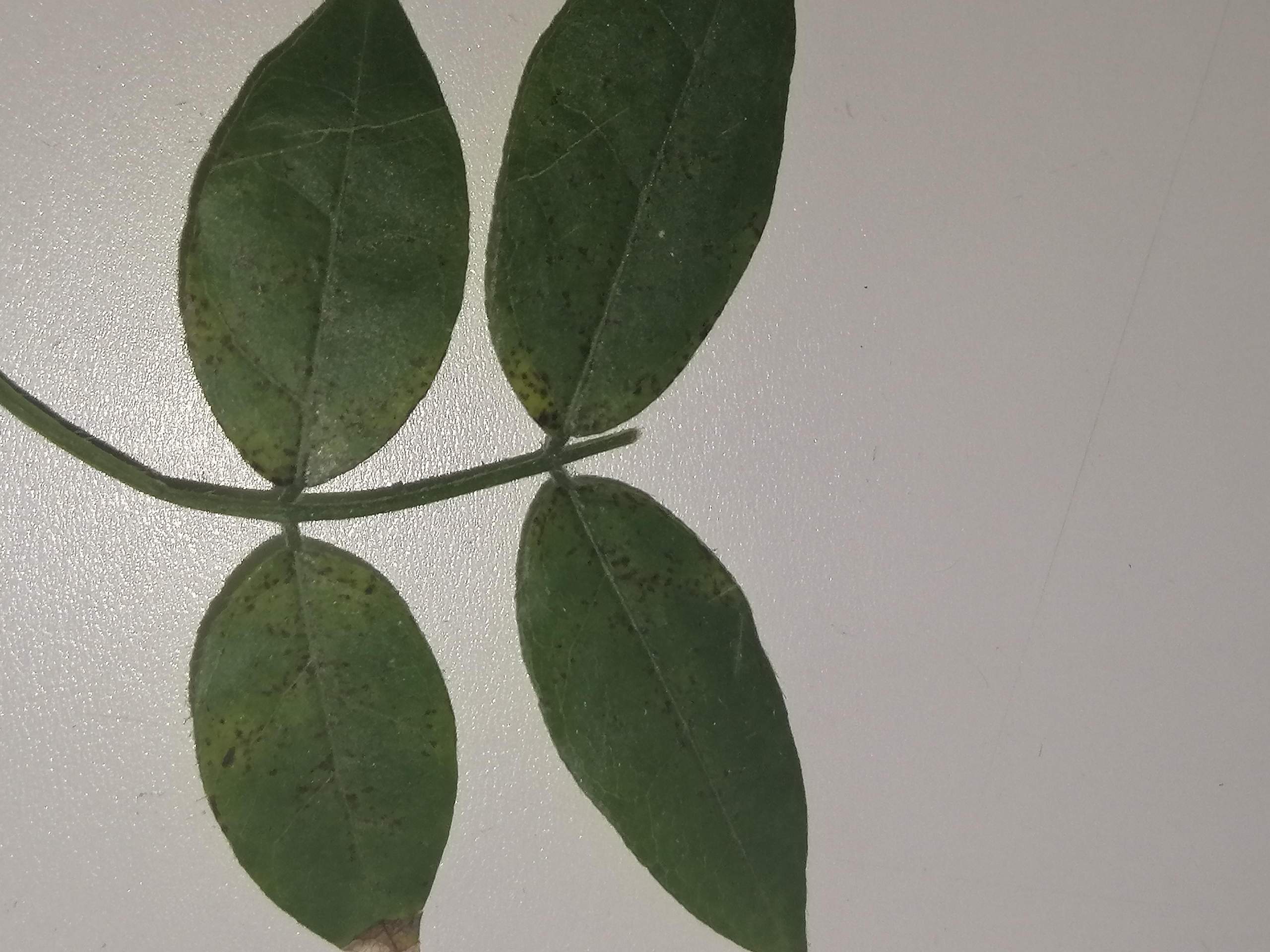braune flecke bei bonsai bltter? (Pflanzen, Garten, Baum)
