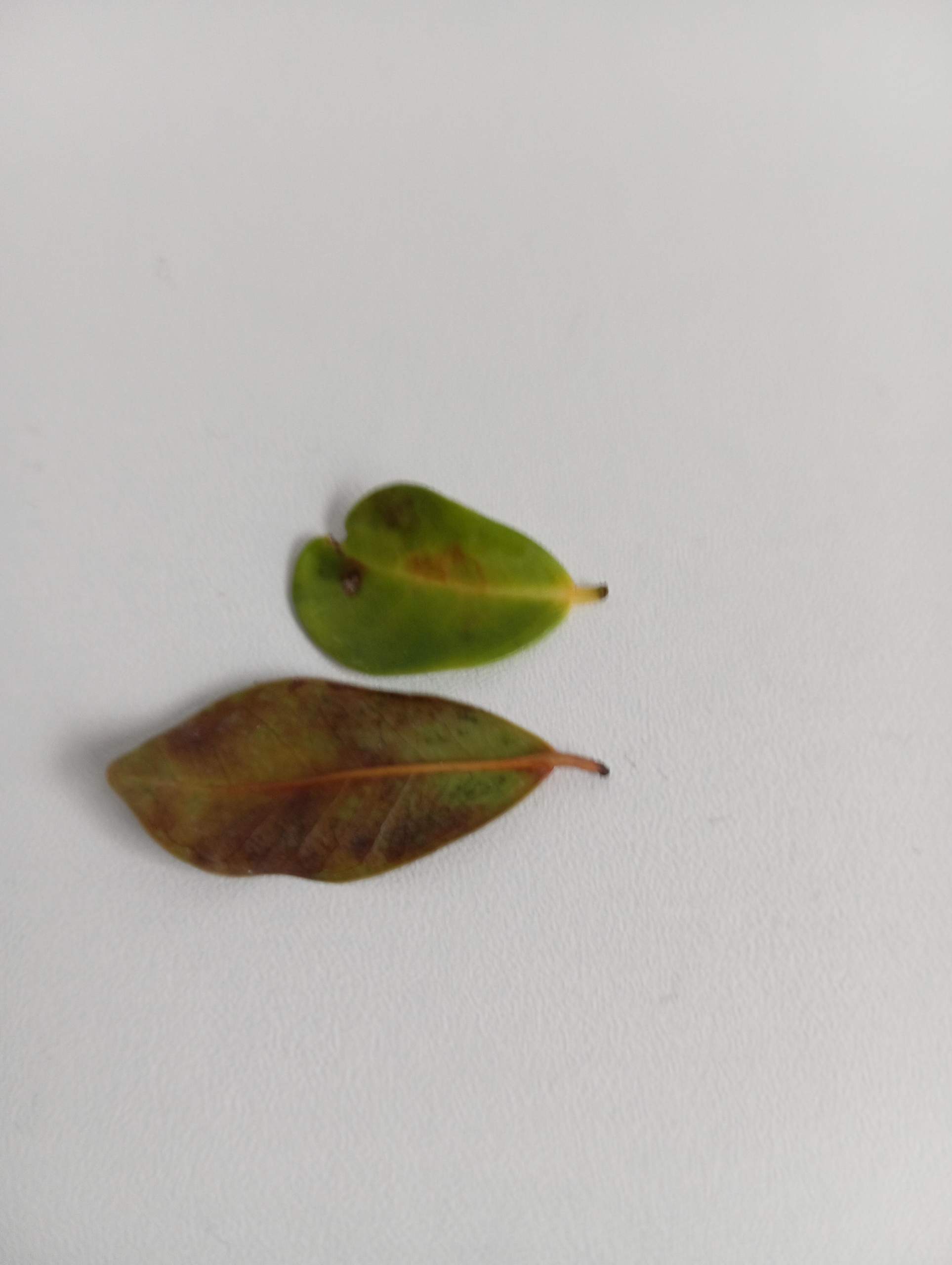 Braune Flecken am Bonsai? (Blumen, Baum, Pflanzenpflege)
