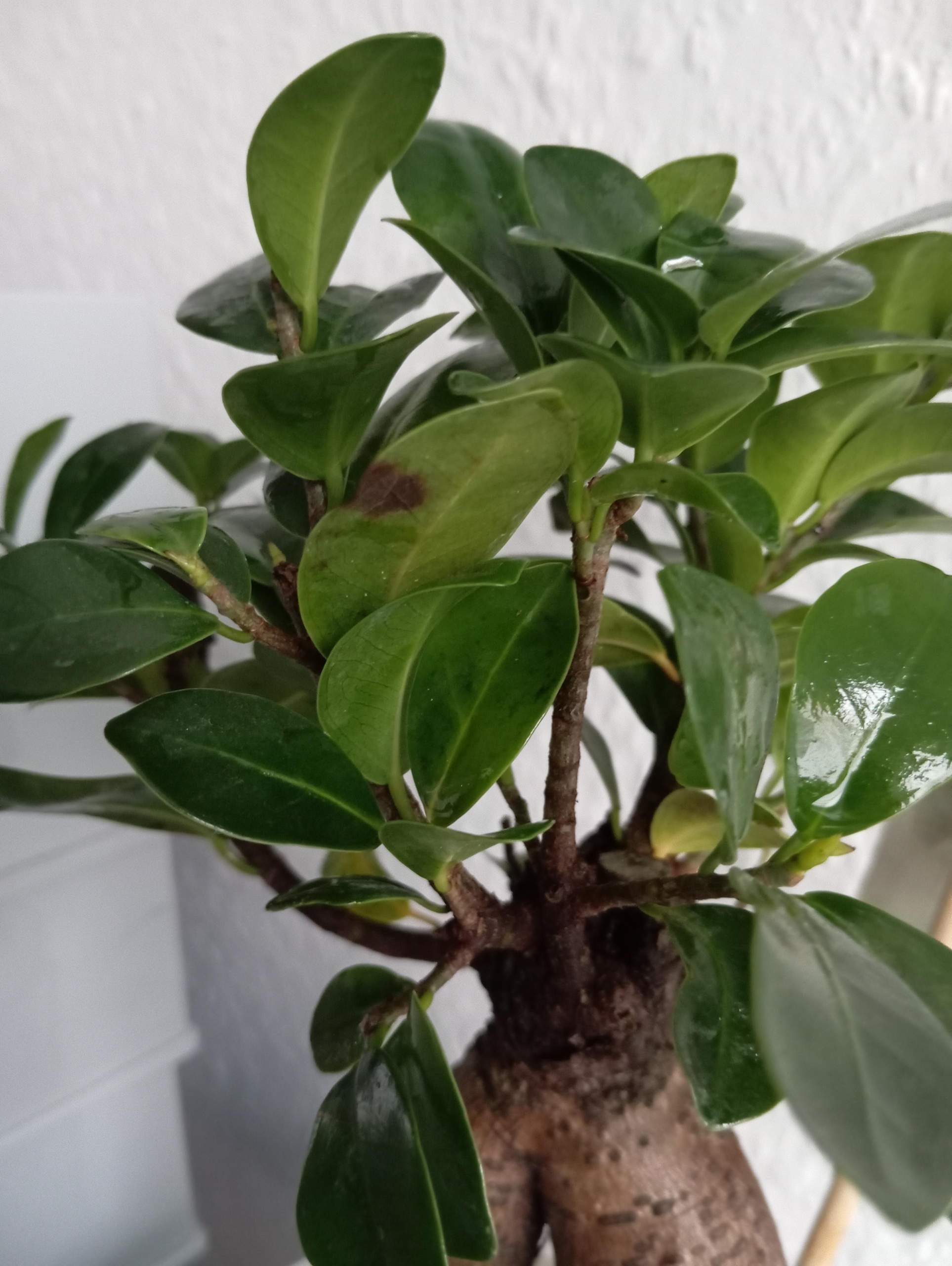 Bonsai Blätter Werden Braun Und Fallen Ab Braune Flecken am Bonsai? (Blumen, Baum, Pflanzenpflege)