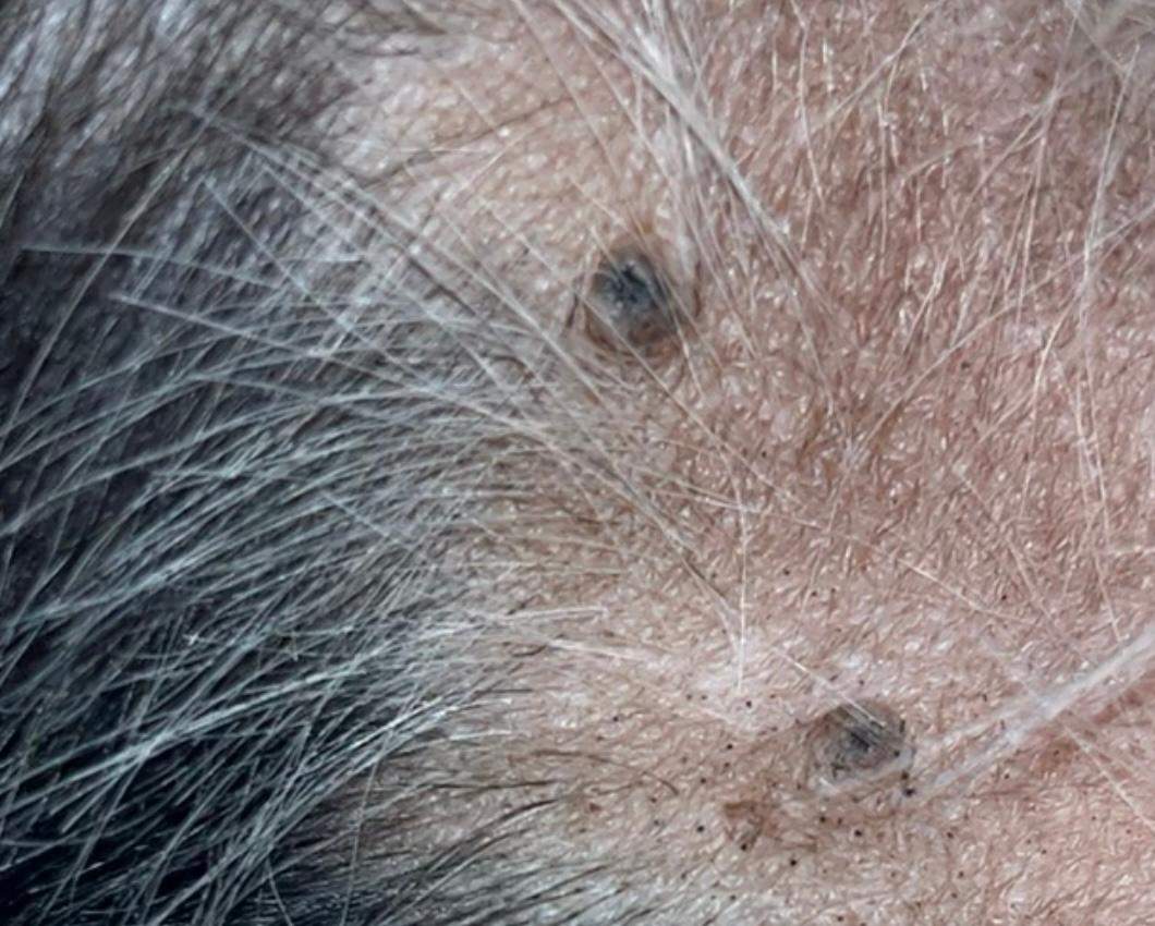 Braune Flecken am Genitalbereich des Hundes?