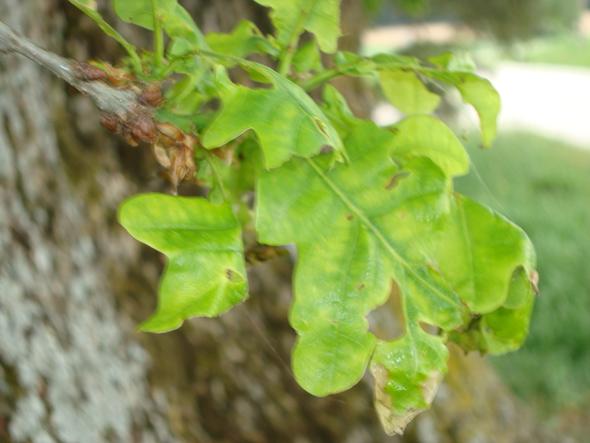 Braune Flecken An Den Blatter Einer Eiche Freizeit Eichen
