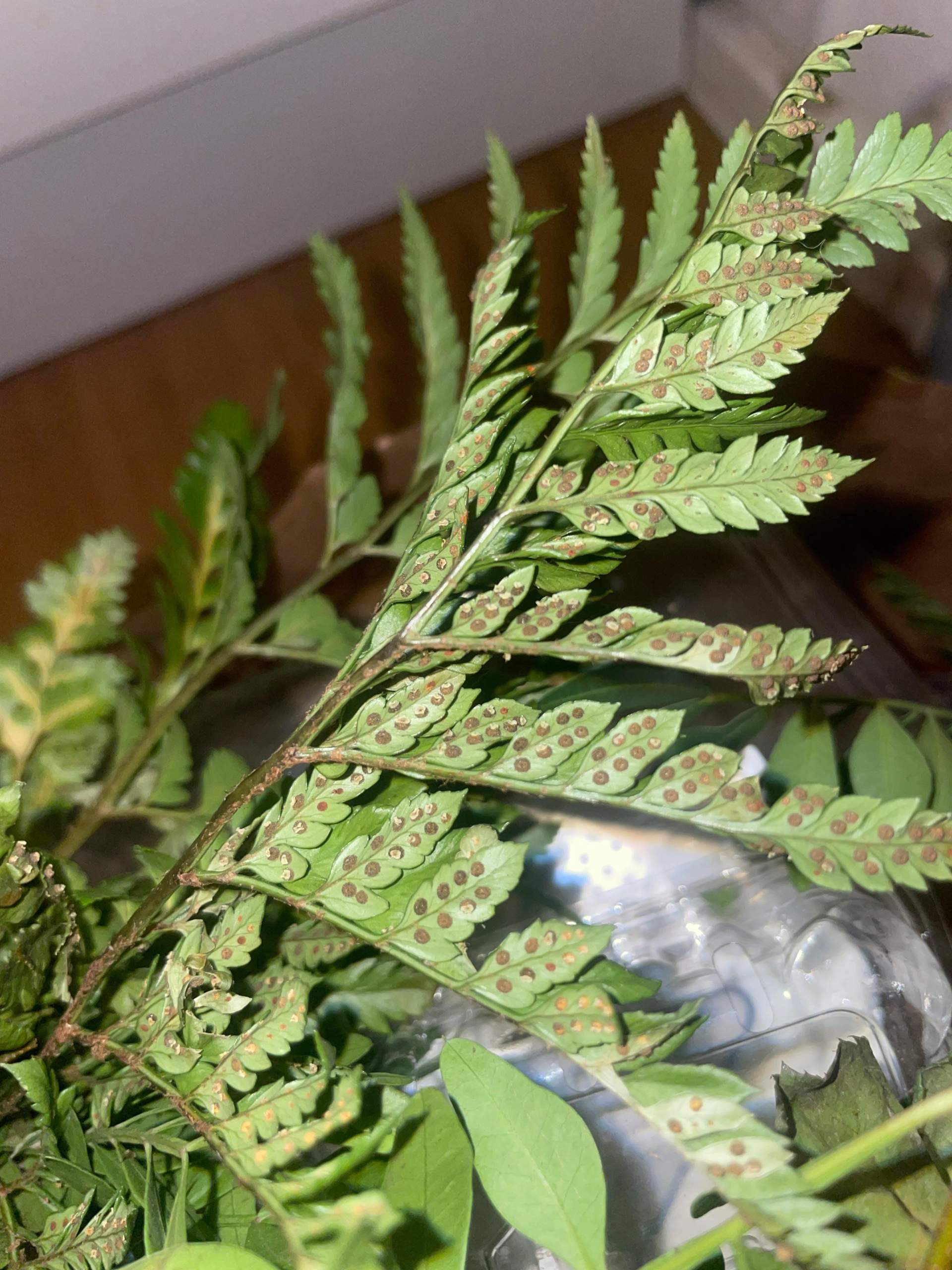 Braune Flecken an meiner pflanze? (Erde, Blumen, Pflanzenpflege)
