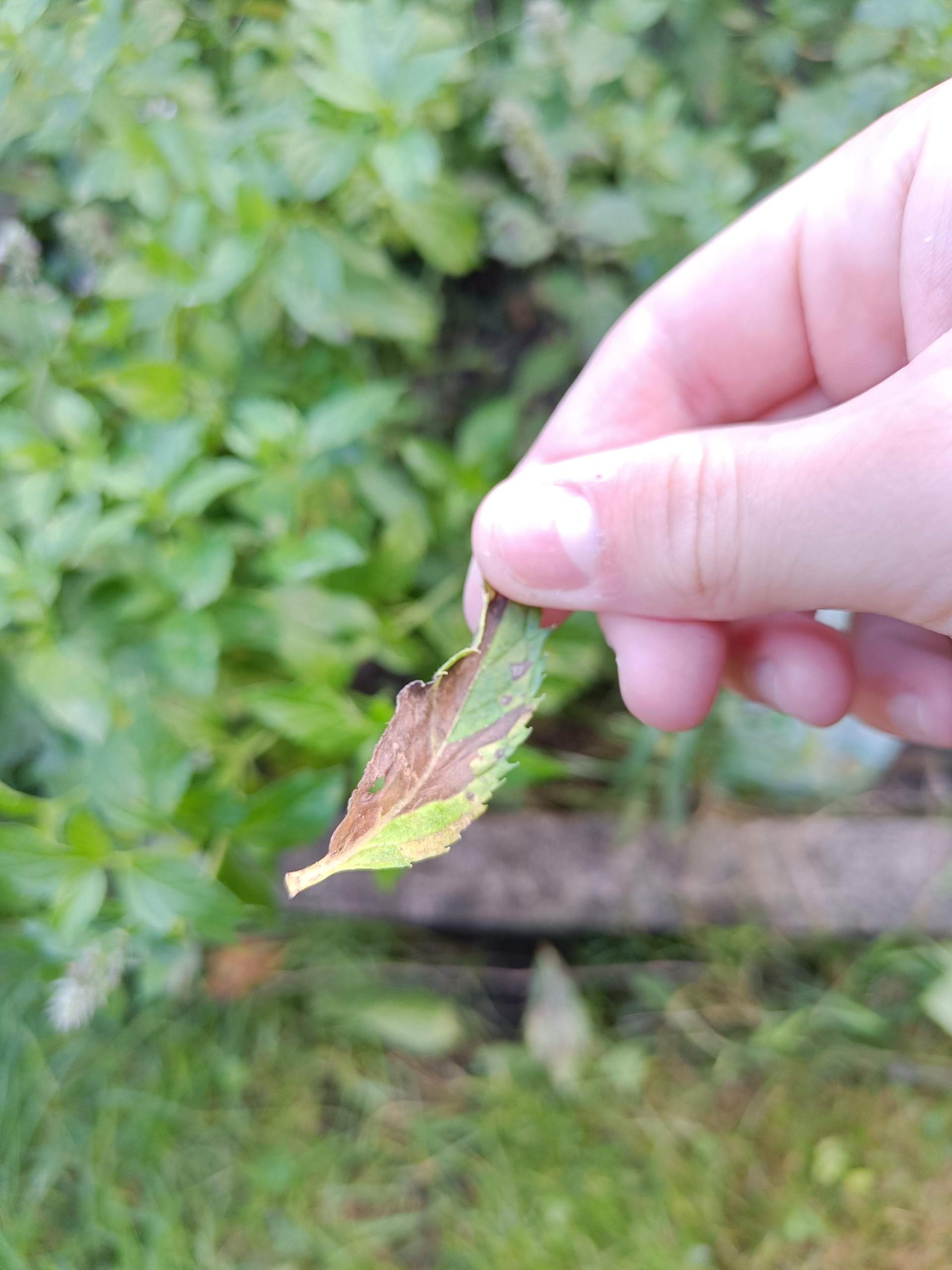 Braune Flecken an Minze? (Garten, Pflanzenpflege, Pflanzenkrankheit)
