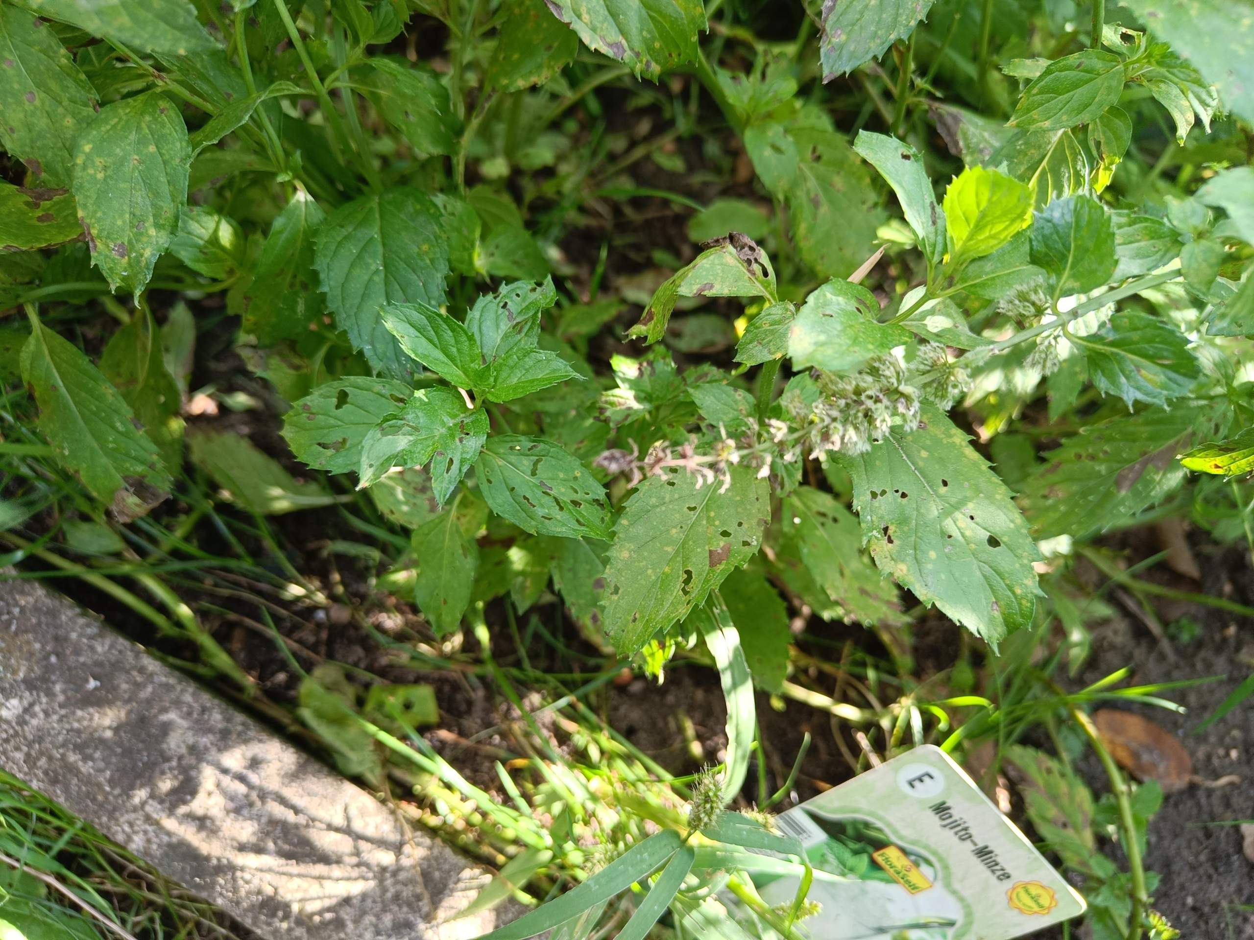 Braune Flecken an Minze? (Garten, Pflanzenpflege, Pflanzenkrankheit)