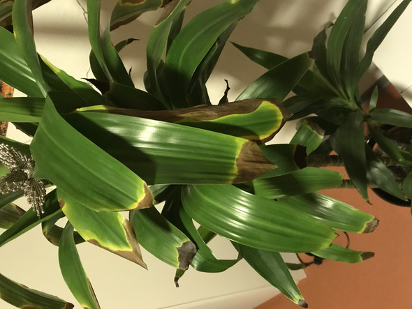 Braune Flecken auf dem Drachenbaum? drachenbaum welche erde