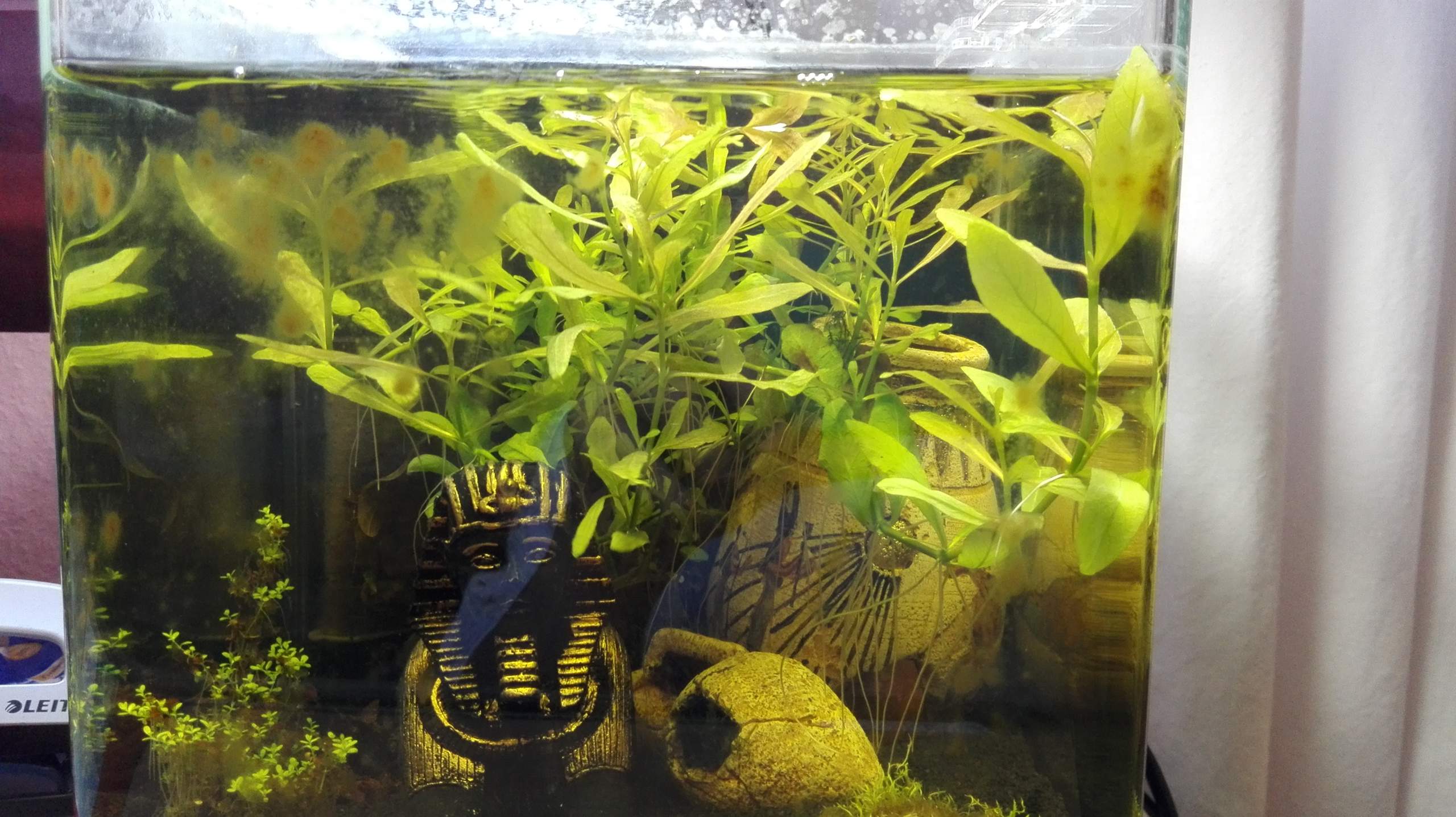 Braune Flecken im Aquarium. Was ist das? (Aquaristik, Garnelen, Algen)