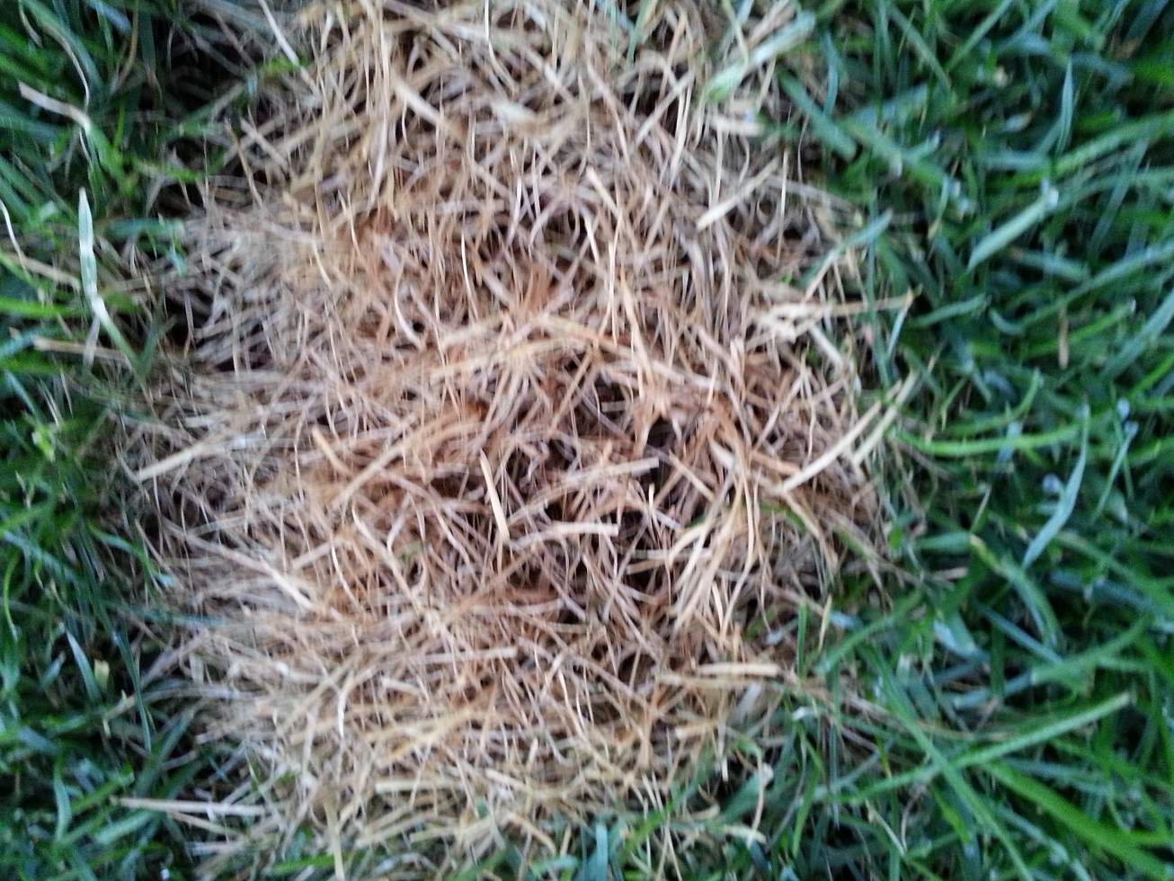 braune Flecken in neuem Rasen (Garten)